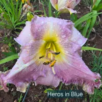 Heroes in Blue catalog image