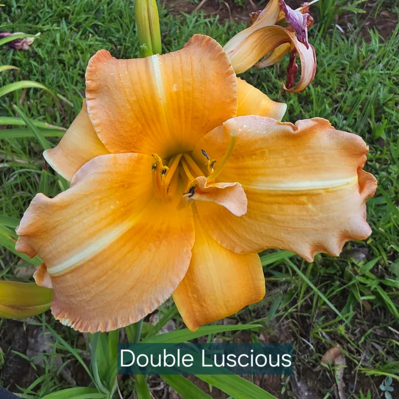 Double Luscious from PlantFancyGardens, LLC