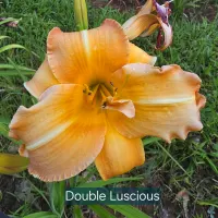 Double Luscious thumbnail