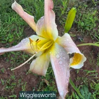 Wigglesworth catalog image