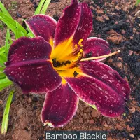 Bamboo Blackie catalog image