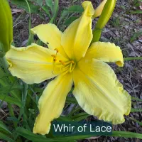 Whir of Lace thumbnail