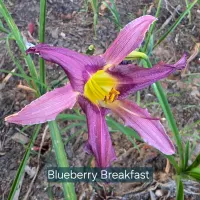 Blueberry Breakfast thumbnail