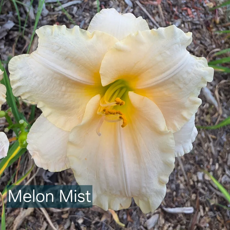 Platinum Palette Melon Mist
