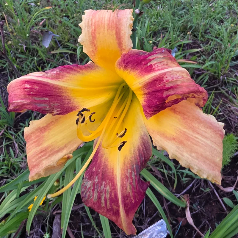 Love and Dazzle from PlantFancyGardens, LLC