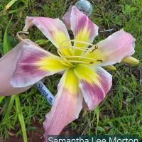 Samantha Lee Morton thumbnail