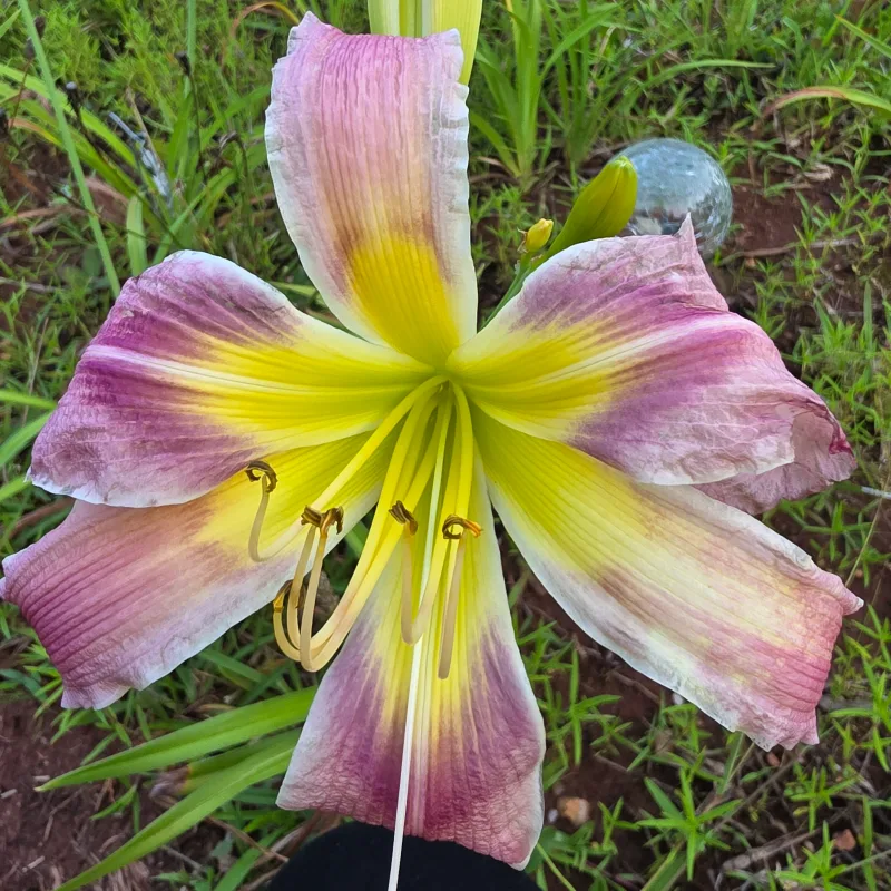 Samantha Lee Morton from PlantFancyGardens, LLC
