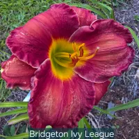 Bridgeton Ivy League catalog image