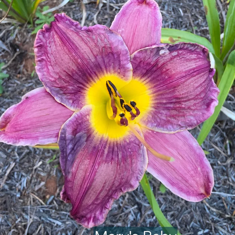 Mary's Baby from PlantFancyGardens, LLC
