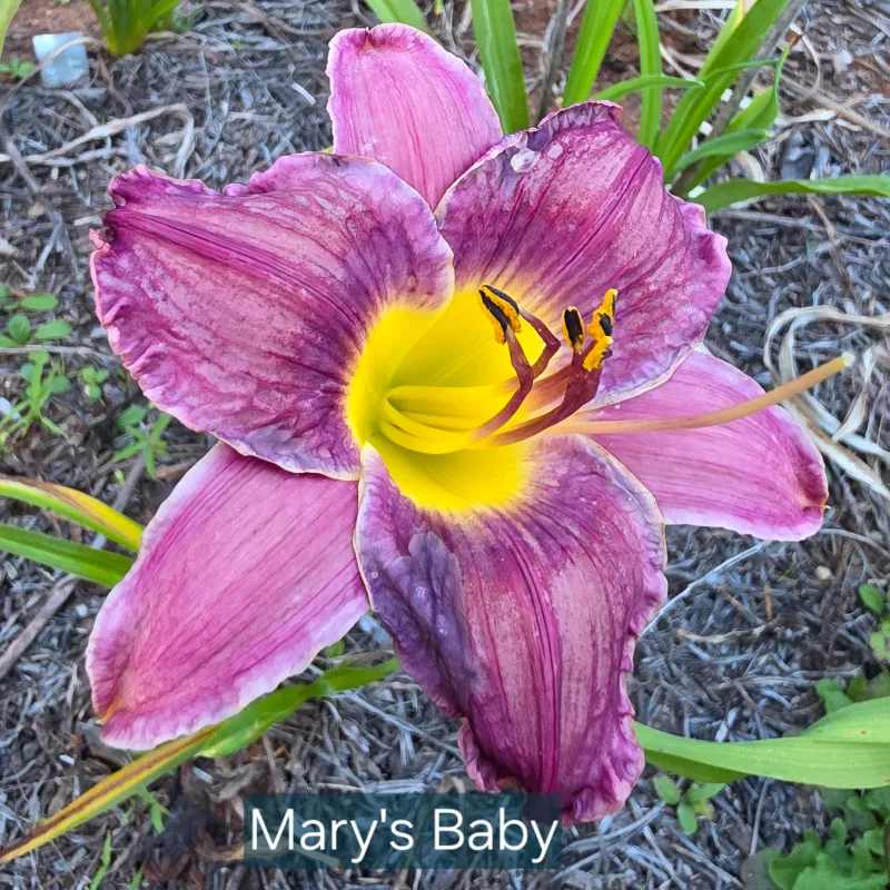 Mary's Baby daylily bloom