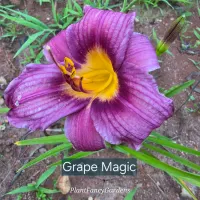 Grape Magic catalog image