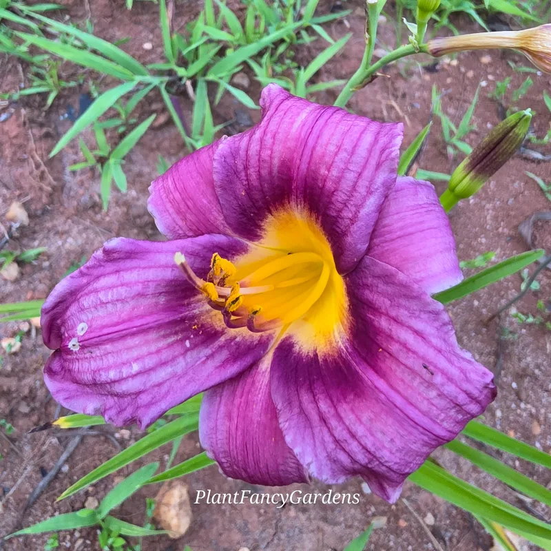 Grape Magic from PlantFancyGardens, LLC