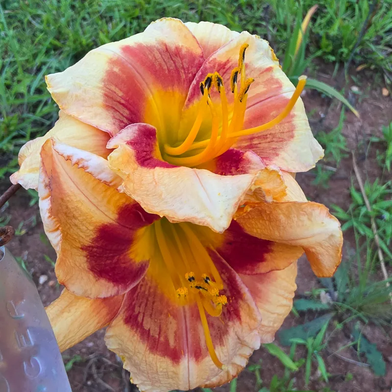 Bold Tiger from PlantFancyGardens, LLC