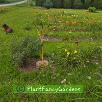 PlantFancyGardens thumbnail