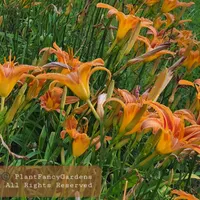 PlantFancyGardens thumbnail