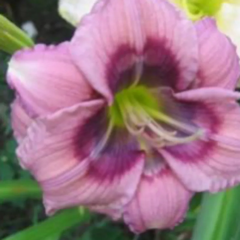 Cryptic Cypher daylily bloom