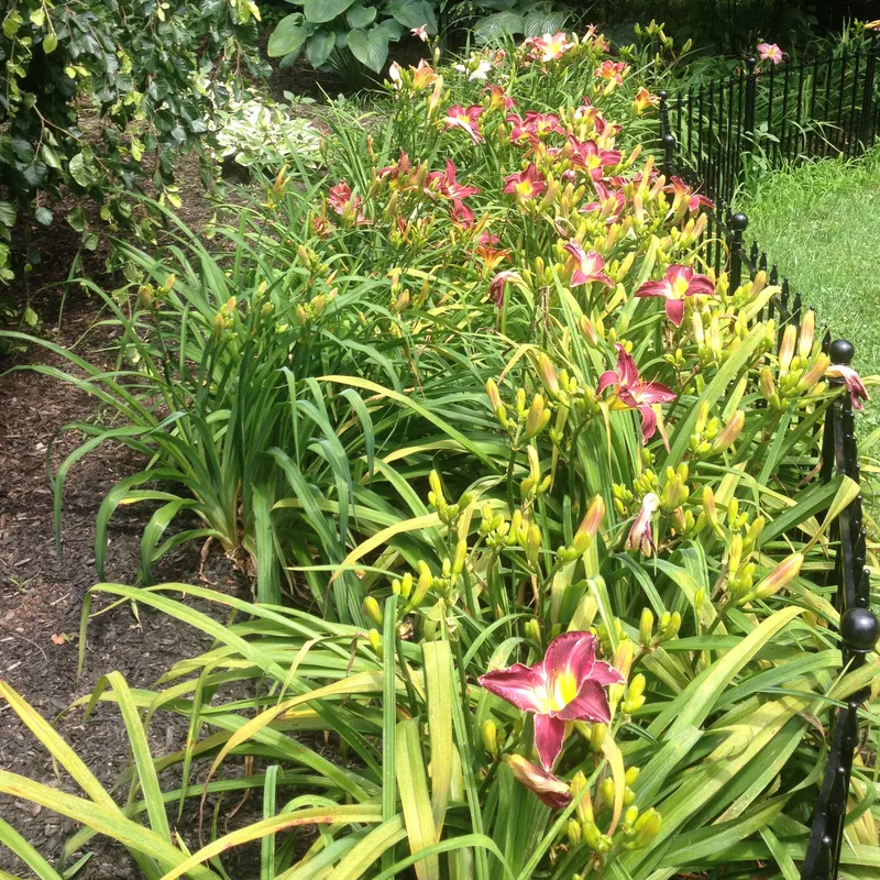 MYTHICAL MOIUNTAIN DAYLILY GARDENS  garden image