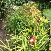 MYTHICAL MOIUNTAIN DAYLILY GARDENS  thumbnail