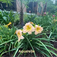 Aquarelle catalog image