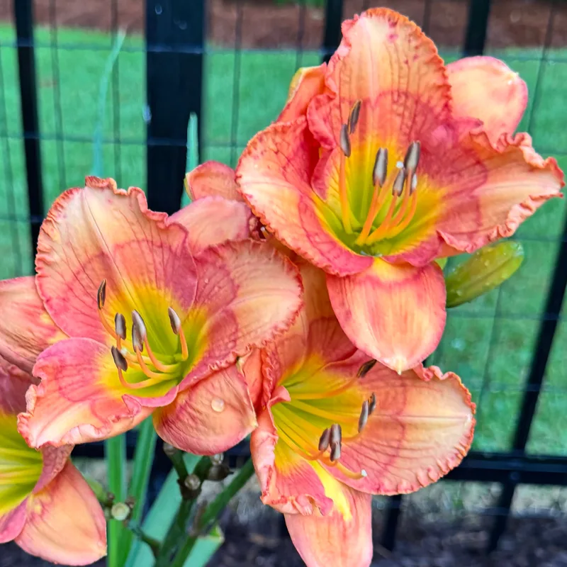 Blue Ridge Lucky Charm daylily bloom