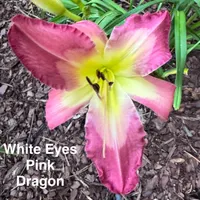 White Eyes Pink Dragon catalog image