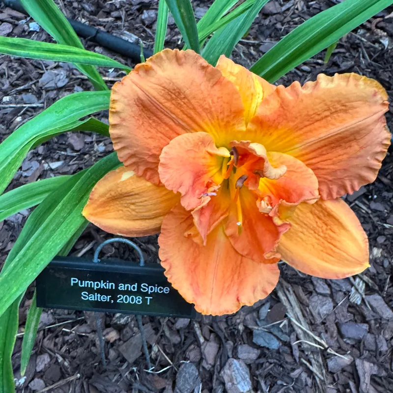 Pumpkin and Spice daylily bloom