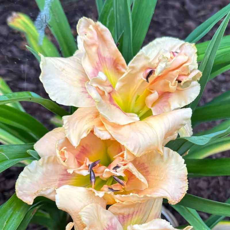 Whale of a Truffle daylily bloom