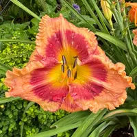 Flamboyant Eyes catalog image