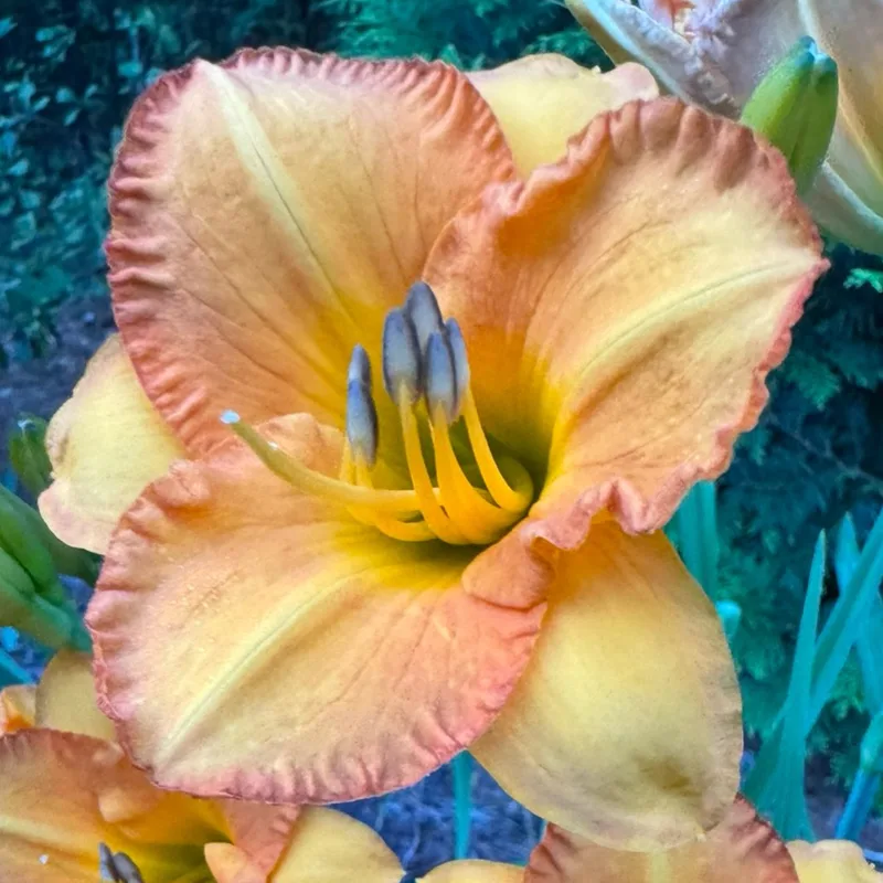 Bahama Butterscotch