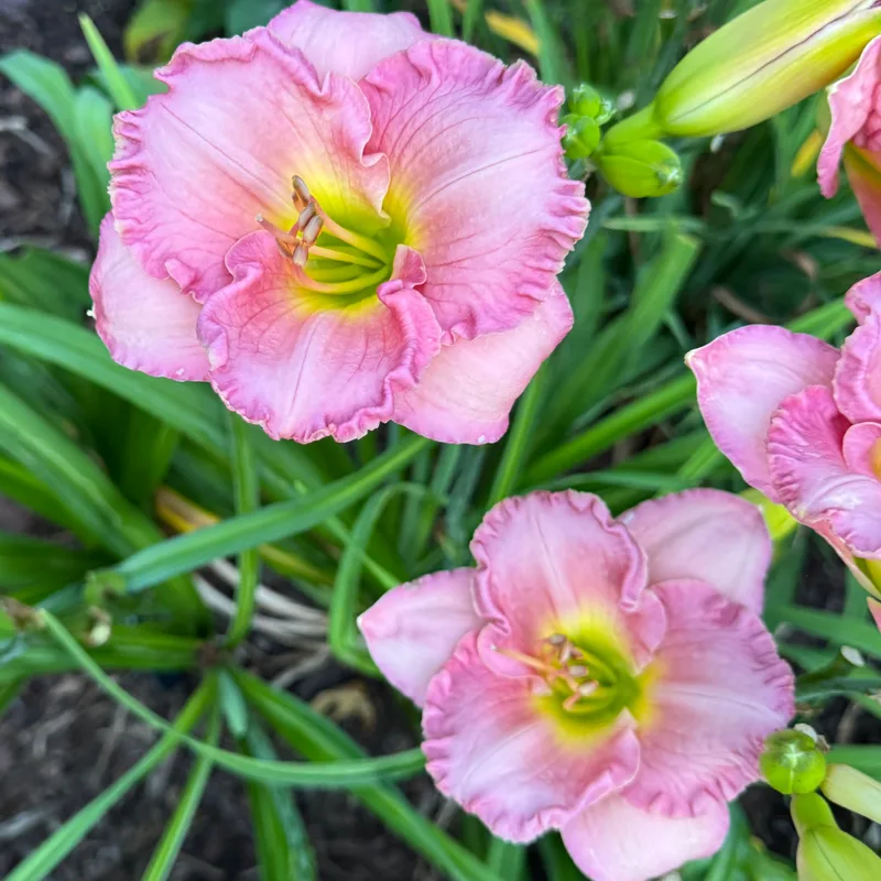 Blue Pink Beauty from Wood Branch Daylilies