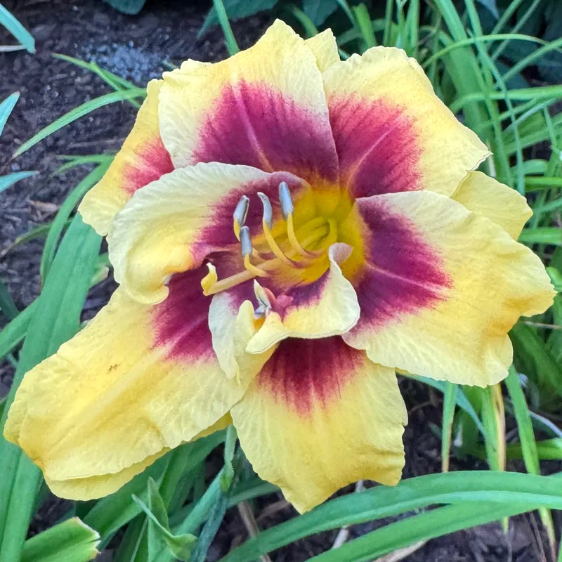 Double Discovery from Wood Branch Daylilies