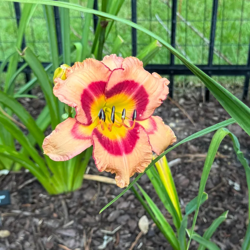Kawinkidink from Wood Branch Daylilies