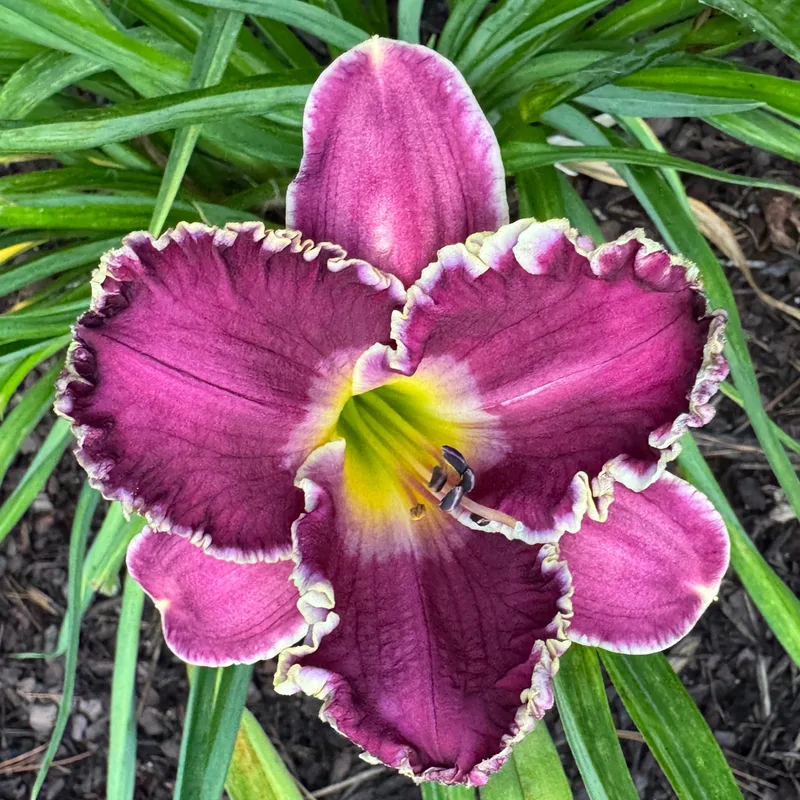 Riders of the Storm from Wood Branch Daylilies