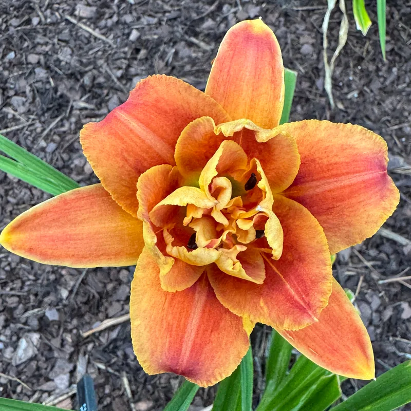 Holiday Party from Wood Branch Daylilies