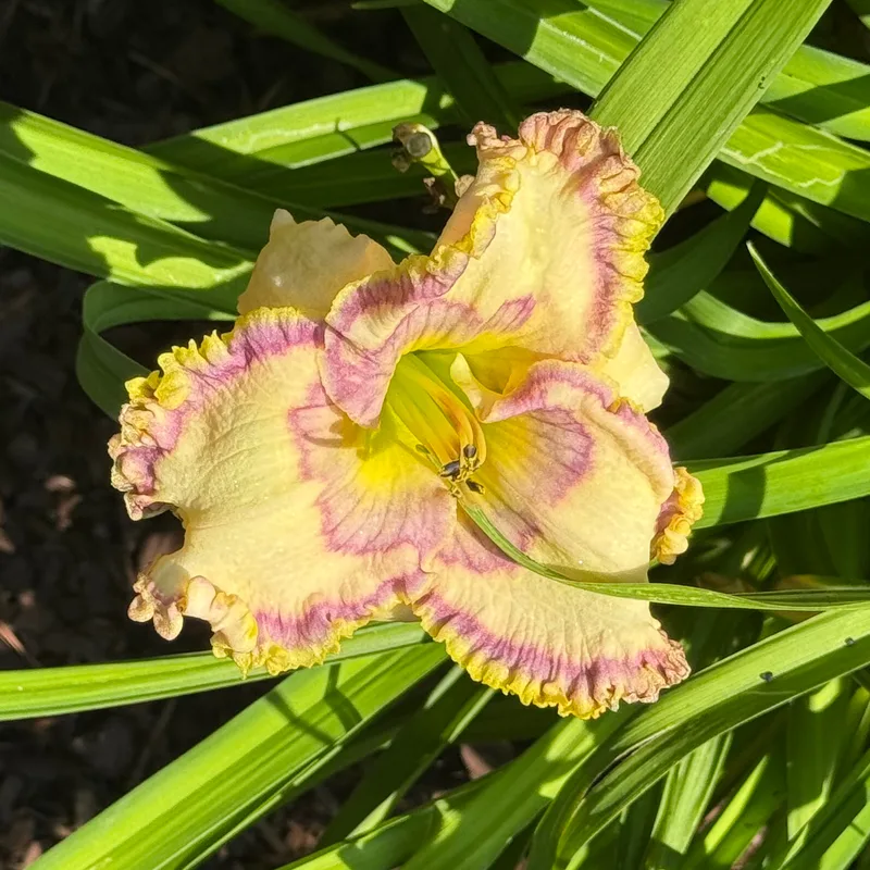 Inviting Romance daylily bloom