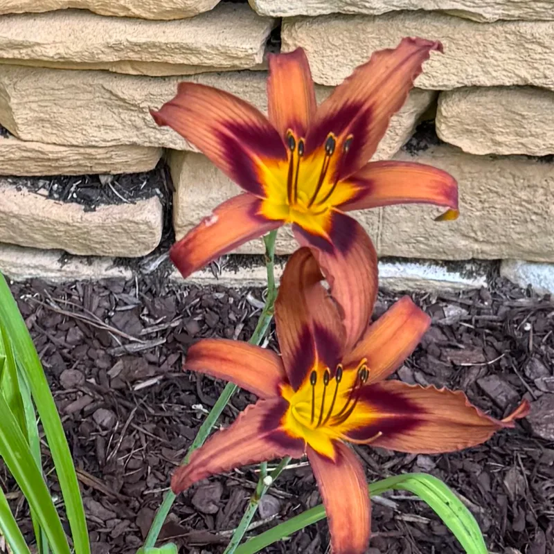 Brown Witch daylily bloom