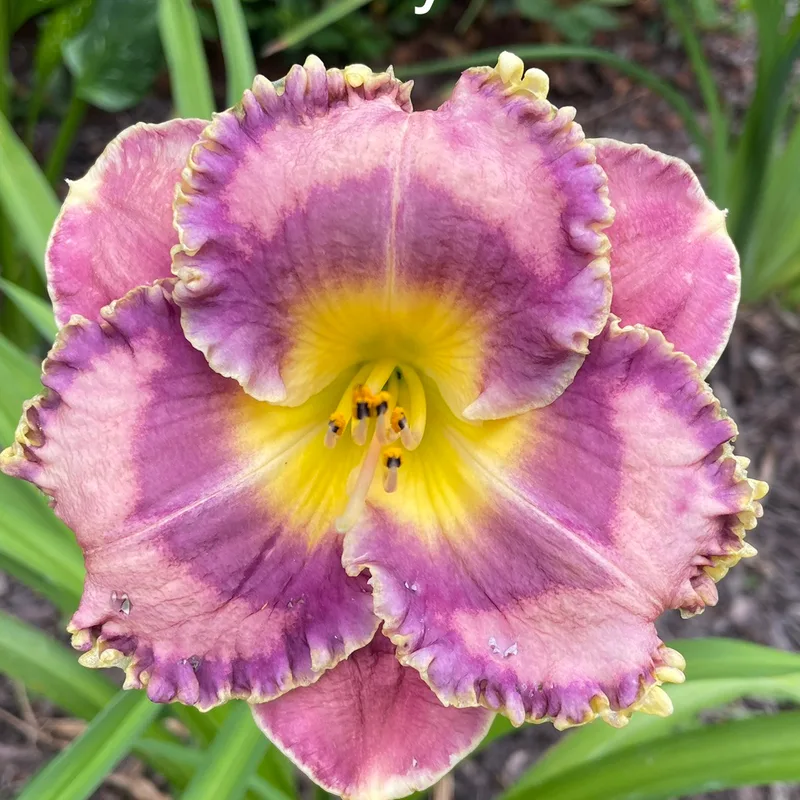 Precious Candy daylily bloom