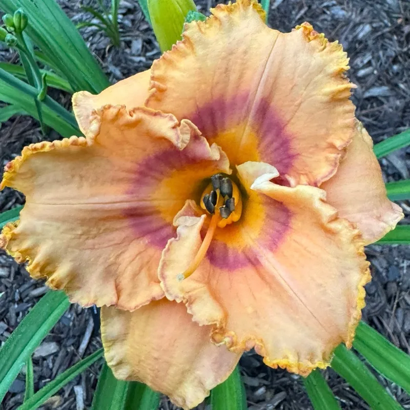Tennessee Afterglow daylily bloom