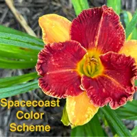 Spacecoast Color Scheme catalog image