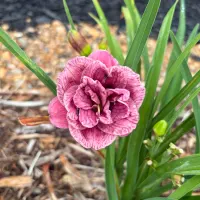 Royal Roses thumbnail
