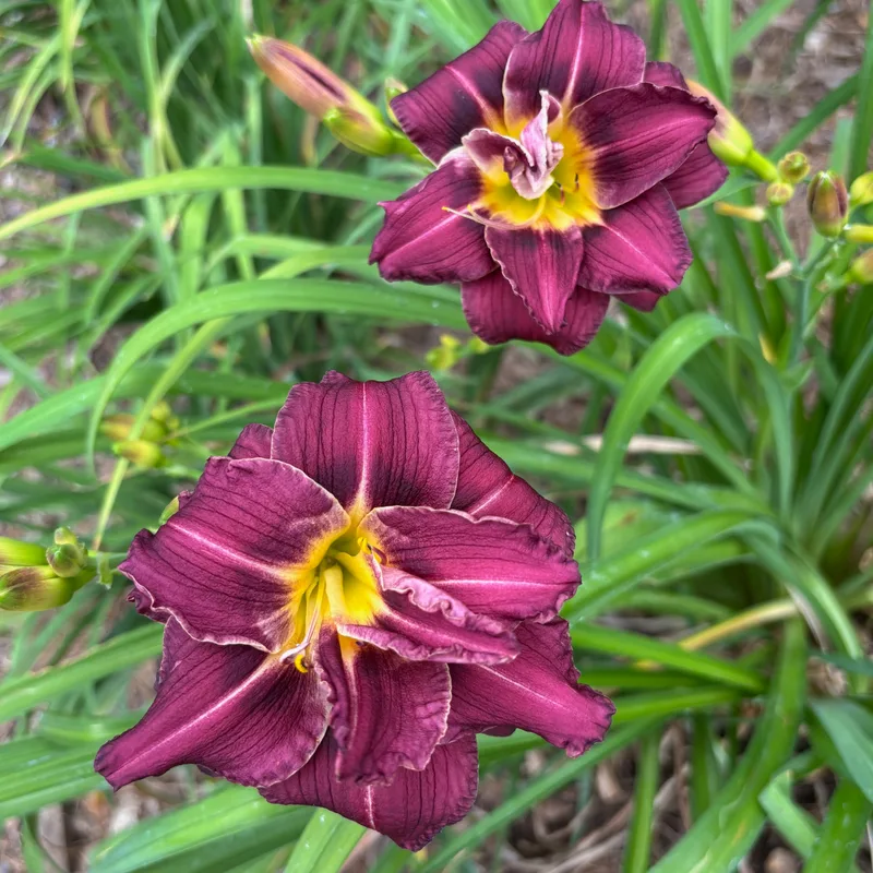 Purple seedling