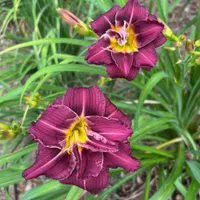 Purple seedling thumbnail