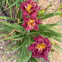 Purple seedling thumbnail
