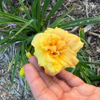 Golden Pom Poms thumbnail