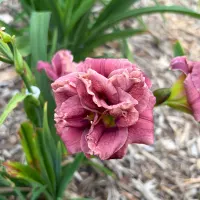 Layers Of Lilac thumbnail