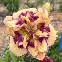 Center Stage thumbnail