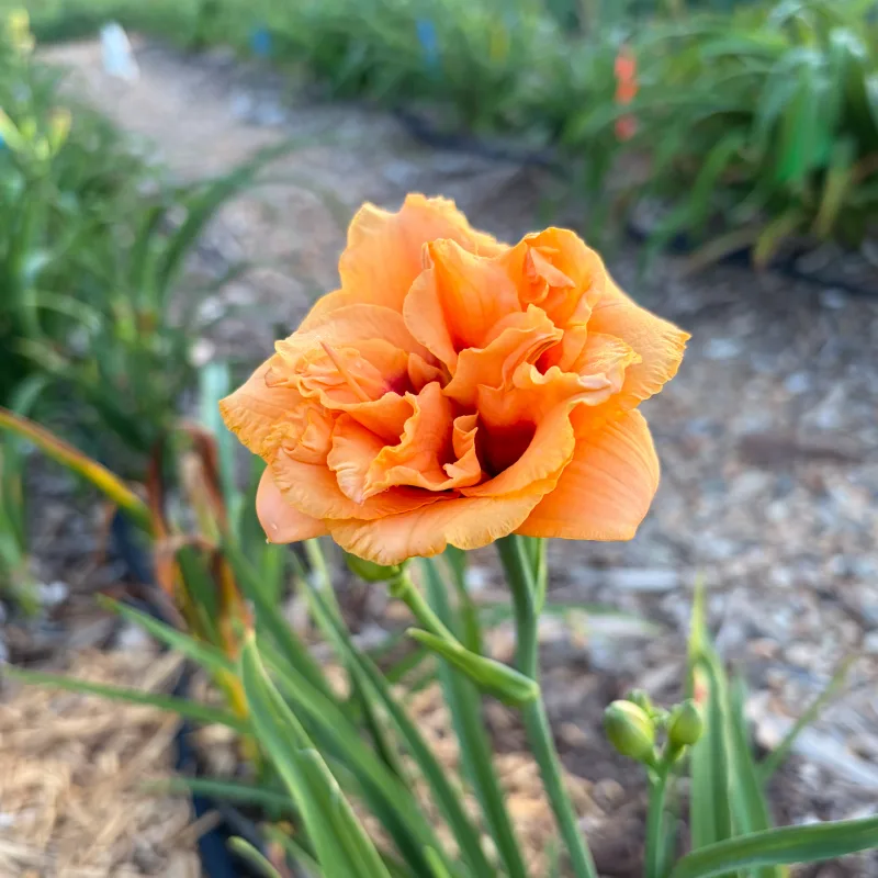 Lovie's Swoon daylily bloom