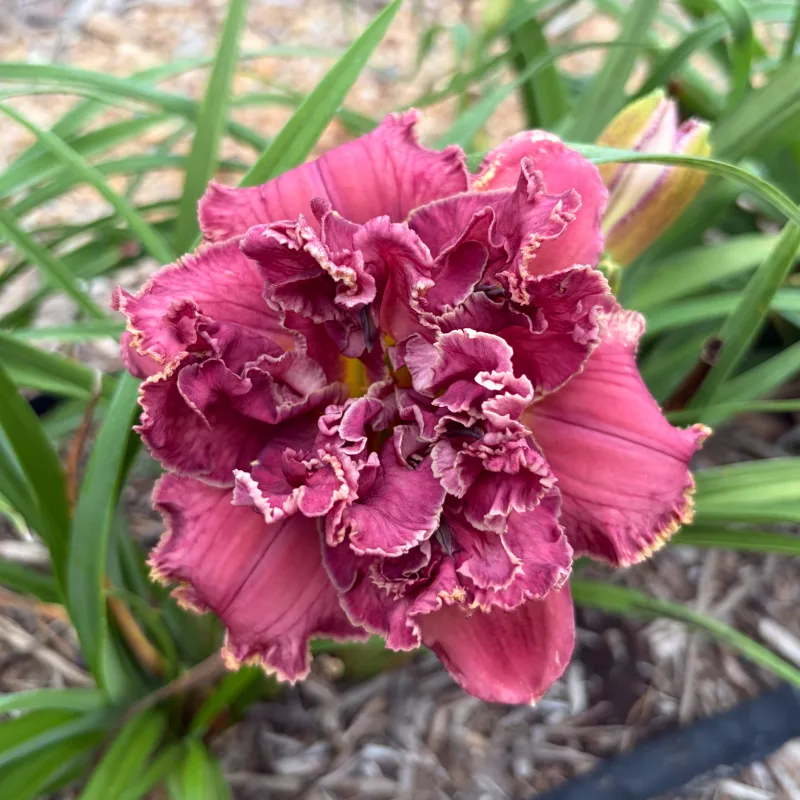 Hayden's Hope daylily bloom