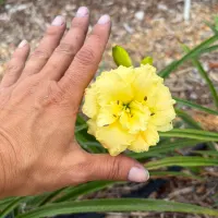 Lemon Zest Mini thumbnail