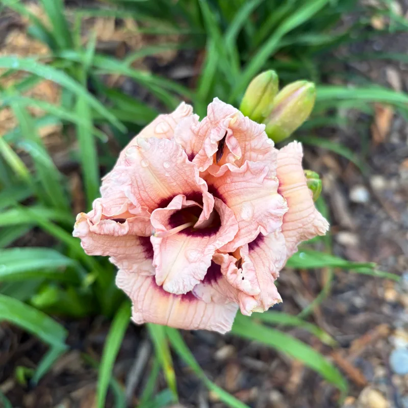 Roswitha Twin daylily bloom